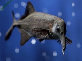 Cá vồ cờ – cá Thành Cát Tư Hãn đặc điểm và kĩ thuật nuôi hiệu quả