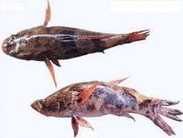 Cá Hề – loài cá có thể cộng sinh với Hải Quỳ có màu sặc sỡ