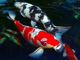 Kinh Nghiệm Chọn Cá Koi Sanke Chuẩn Nhật