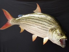 Cá dọn bể Pleco: cách nuôi dưỡng hợp lí để cá khoẻ mạnh