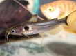 Cá hoàng kim mắt mèo – loài cá cảnh nhỏ được ưa chuộng nhất