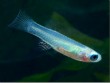Cá mắt đèn xanh – loài cá nhỏ có đôi mắt sáng như ánh đèn dễ nuôi