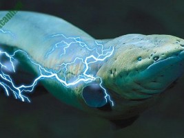 Cá Hoàng Bảo Yến và những điều thú vị người chơi cá cần biết
