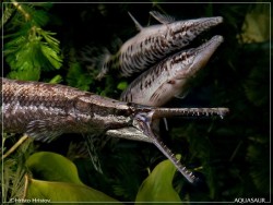 Cá sấu hỏa tiễn – loại cá săn mồi độc đáo đang được ưa chuộng