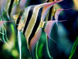 Cá vàng (Cá ba đuôi) đẹp độc đáo, dễ nuôi với màu sắc đa dạng