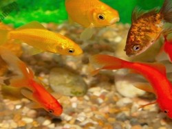 Cá vàng (Cá ba đuôi) đẹp độc đáo, dễ nuôi với màu sắc đa dạng