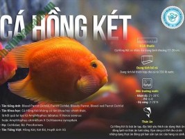 Cá Ping Pong nuôi thế nào? Mua cá vàng ngọc trai bụng bự ở đâu?