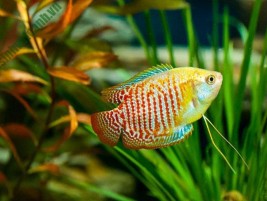 Cá cảnh Neon và các kỹ thuật nuôi để cá khỏe mạnh lớn nhanh