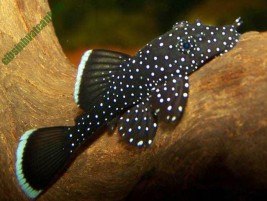 Cá Lóc cảnh: loài cá độc đáo với người chơi và cách nuôi bể kính