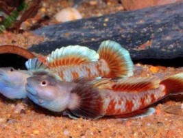 Cá bống rồng hình ảnh đẹp và những thông tin thú vị về loài cá này