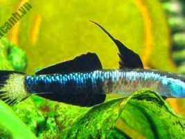 Cá pháo cao xạ (cá mang rỗ): Đặc điểm thú vị và cách nuôi dưỡng