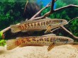 Cá Lóc cảnh: loài cá độc đáo với người chơi và cách nuôi bể kính
