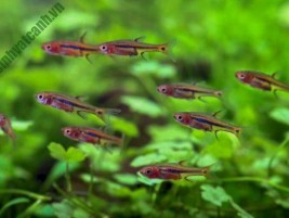 Cá Cầu Vồng Rainbow: các loại phổ biến và nuôi dưỡng đúng cách