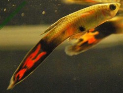 Top 10 bệnh thường gặp làm cho cá bảy màu bỏ ăn và chết dần