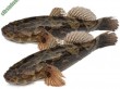 Cá bống tượng- loài cá cảnh có hình dáng lạ lùng được nuôi làm cảnh