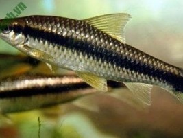 Cá chuột otto – loài cá dọn bể nhỏ được yêu thích làm cá cảnh