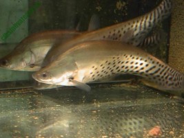 Cá mèo sọc dưa – loài cá cảnh độc là người chơi ưa chuộng