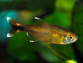 Cá chìa vôi – loài cá có ngoại hình độc đáo dễ nuôi trong bể cảnh