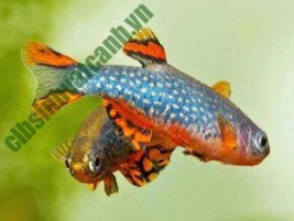 Cá thủy bao nhãn – cá vàng mắt bong bóng độc lạ, cách nuôi hiệu quả