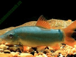Những điều cần biết khi nuôi cá lau kiếng trong bể thủy sinh