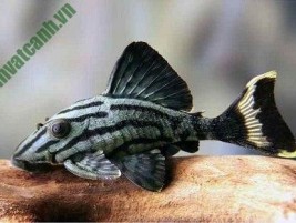Cá nóc da beo – loài cá nóc cảnh săn mồi có hình dáng đáng yêu