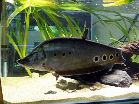 Cá nàng hai – vẻ đẹp độc đáo cho bể cá của bạn