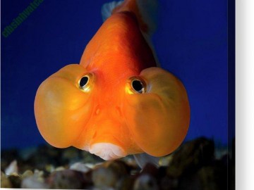 Cá thủy bao nhãn – cá vàng mắt bong bóng độc lạ, cách nuôi hiệu quả