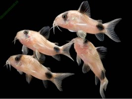 Cá bống cảnh vàng – loài cá dọn bể xinh đẹp nên nuôi trong bể kính