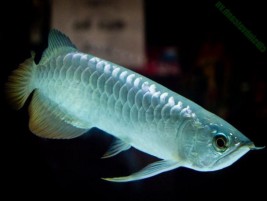 Cá bút chì – Loài cá cảnh đẹp dễ nuôi