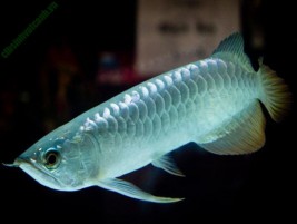 Cá mún hạt lựu – chăm sóc cá sinh sản khỏe mạnh với chi phí thấp