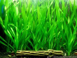 Cây cỏ nhật – loài cây mang lại sự tươi mát cho bể nuôi thủy sinh