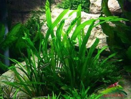 Cây lưỡi mác – loài cây thủy sinh đặc biệt dễ trồng và tìm mua