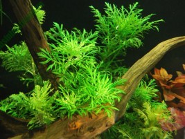 Cây Cỏ Thìa – cây thủy sinh được ưa chuộng bố trí trồng trong bể cá
