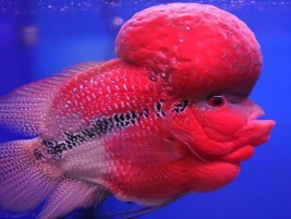 Cá kim cương đỏ (hồng bửu xẹt) – loài cá lấp lánh giữa đại dương