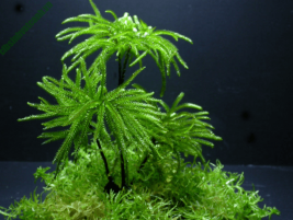 Cây tiểu thảo parva – loài cây nhỏ nhất thế giới cho bể thủy sinh