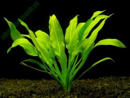 Cây tiểu thảo parva – loài cây nhỏ nhất thế giới cho bể thủy sinh