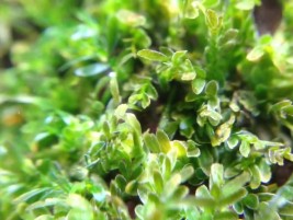 Cây dương xỉ java – loài cây dễ phát triển trong mọi môi trường