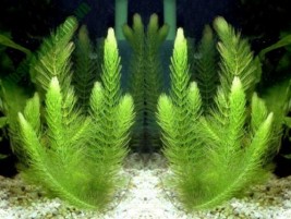 Rau đắng biển – loài cây thủy sinh có nhiều công dụng hữu ích