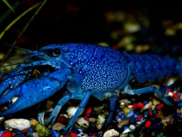 Tôm crayfish – loài tôm kiểng được nhiều người yêu thích và cách nuôi