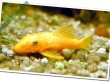 Cá bống cảnh vàng – loài cá dọn bể xinh đẹp