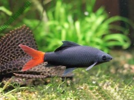 Cá molly đen (hắc molly) – loài cá có màu đen xì nhưng hiền lành