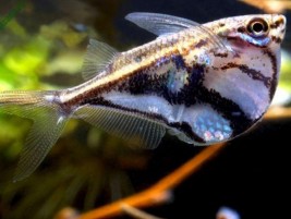 Cá mắt đèn xanh – loài cá nhỏ có đôi mắt sáng như ánh đèn dễ nuôi