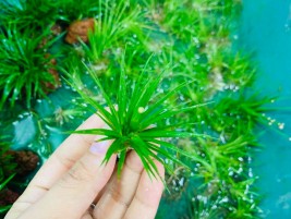 Cây trân châu Nhật – loài cây thủy sinh tiền cảnh được ưa chuộng
