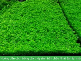 Cây lệ nhi – loài cây thủy sinh cảnh có mùi thơm giống chanh