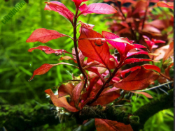 Tân đế tài hồng – loài cây thủy sinh đẹp có lá màu đỏ bắt mắt