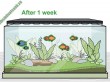 16 bước trồng cây thủy sinh hiệu quả trong bể cá bạn cần biết