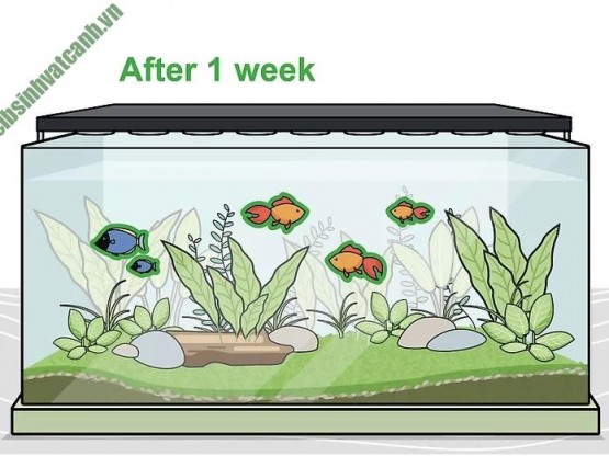 16 Bước trồng cây thủy sinh hiệu quả trong bể cá