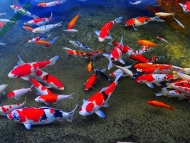 Lựa chọn thức ăn cho cá bảy màu con cần lưu ý những gì?