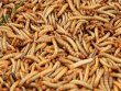 Hướng dẫn nuôi sâu Mealworm làm thức ăn cho cá cảnh