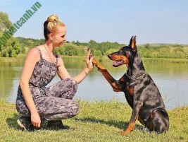 Cách huấn luyện cho chó để chúng làm bạn với chủ (Phần 1)